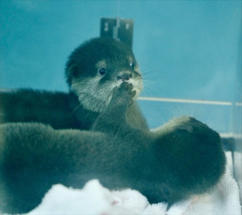 お口を開けて寝るつくしちゃん