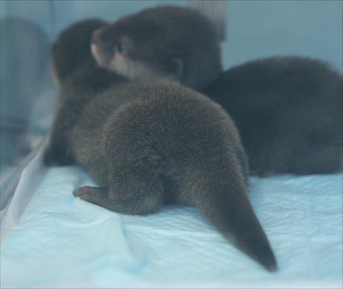 お口を開けて寝るつくしちゃん