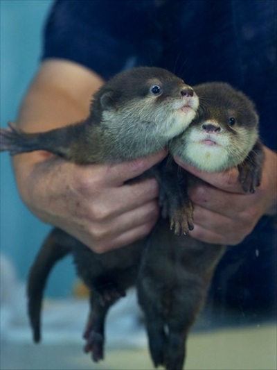 お口を開けて寝るつくしちゃん