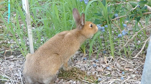 農園で働くエゾユキウサギ