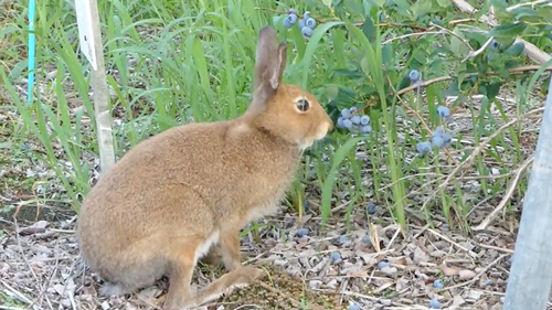 農園で働くエゾユキウサギ