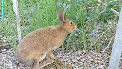 農園で働くエゾユキウサギ