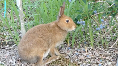 農園で働くエゾユキウサギ