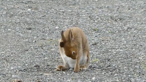 農園で働くエゾユキウサギ