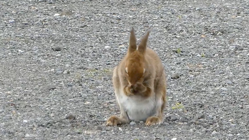 農園で働くエゾユキウサギ