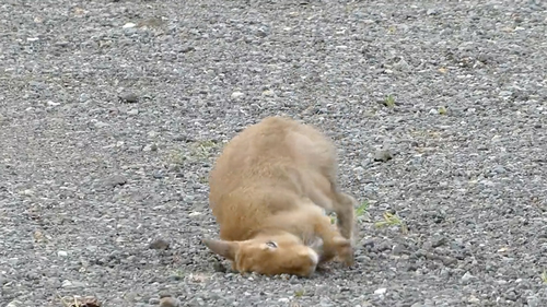 農園で働くエゾユキウサギ