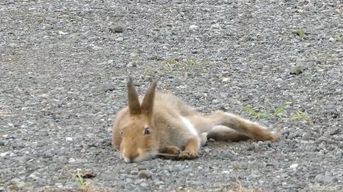 農園で働くエゾユキウサギ