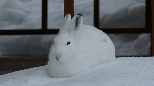 農園で働くエゾユキウサギ
