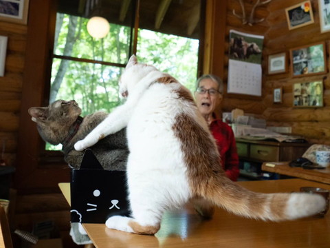 じゃれる猫たちとお父さん