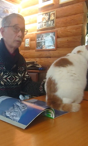 お座りする猫ちゃん