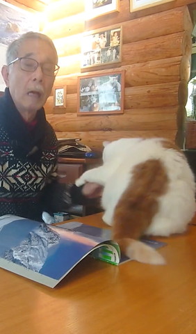 猫パンチする猫