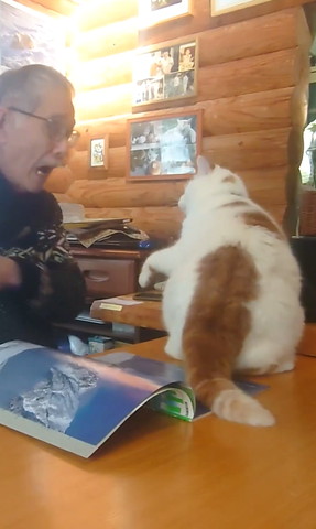 手を引っ込めるお父さんと戦闘態勢の猫