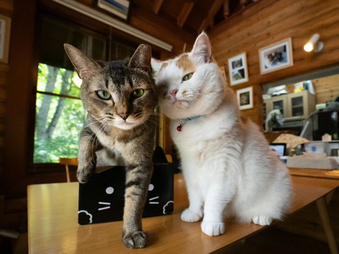 猫にガン飛ばす猫