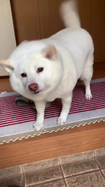 うれしそうなワンコ