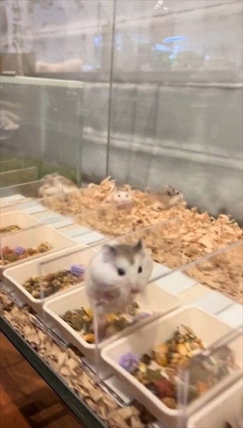 ロボロフスキーハムスターたちのわちゃわちゃ
