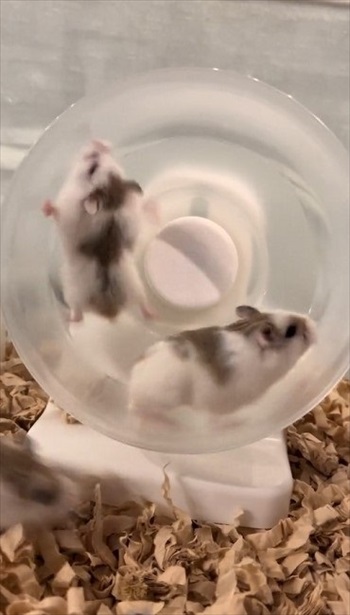 ロボロフスキーハムスターたちのわちゃわちゃ