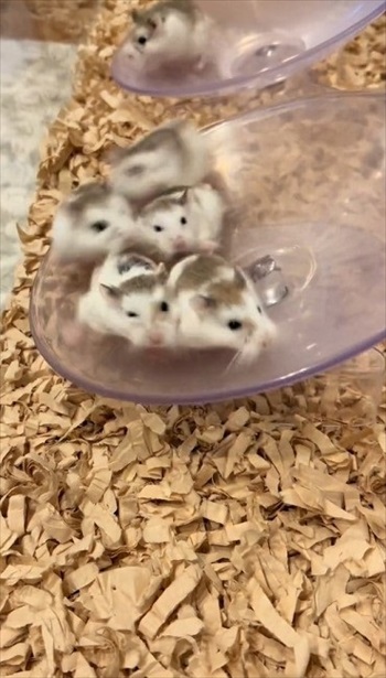ロボロフスキーハムスターたちのわちゃわちゃ
