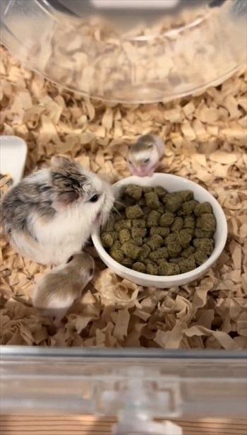 ロボロフスキーハムスターたちのわちゃわちゃ