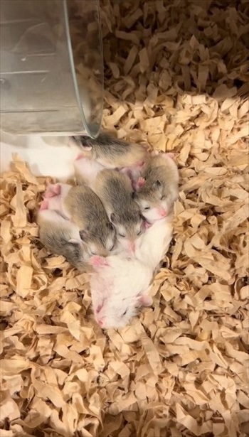 ロボロフスキーハムスターたちのわちゃわちゃ