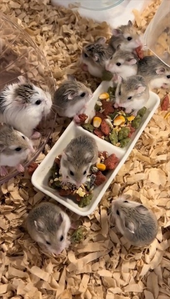 ロボロフスキーハムスターたちのわちゃわちゃ