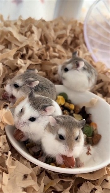 ロボロフスキーハムスターたちのわちゃわちゃ