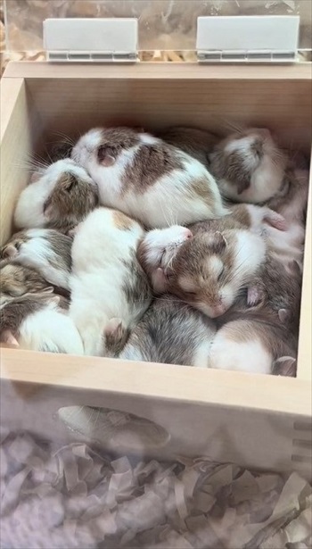 ロボロフスキーハムスターたちのわちゃわちゃ