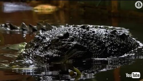 世界最大のワニ