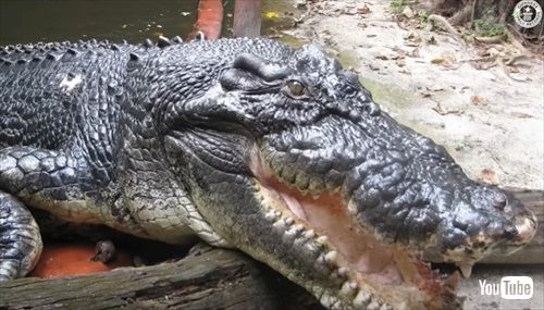 世界最大のワニ