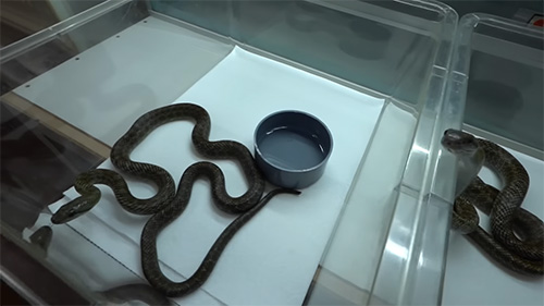 アオダイショウペア