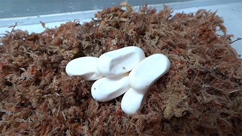 へこんだ卵アップ