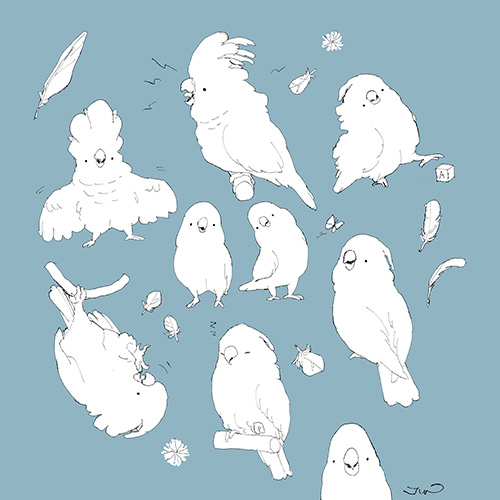オオバタンイラスト