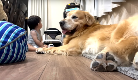 笑顔のワンコ横顔と赤ちゃん