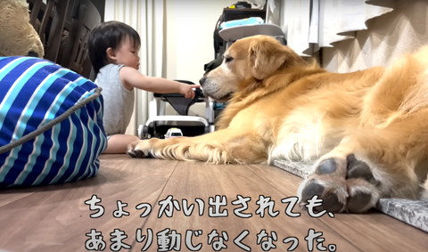 ちょっかい出されてもテロップ