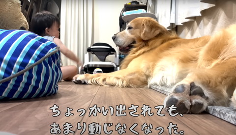 ちょっかい出されてもテロップ笑顔ワンコ