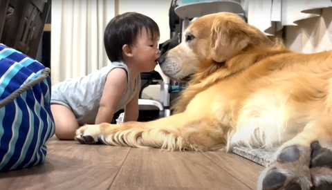 赤ちゃんがワンコの鼻をカプッ