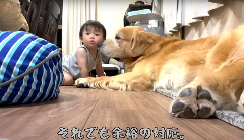 赤ちゃんの匂いかぐワンコ