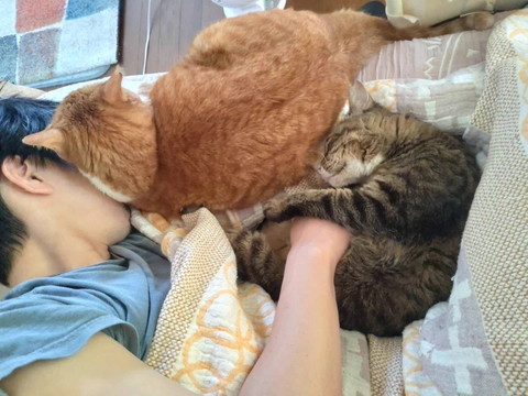 飼い主のそばで寝る猫2匹