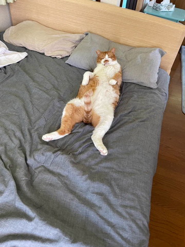 しっぽ立てて枕使って寝てる猫