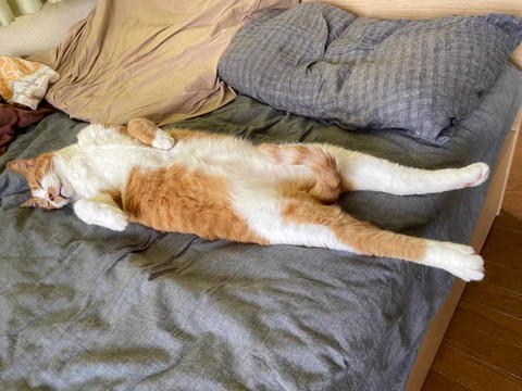 しっぽ立てて寝てる猫横から