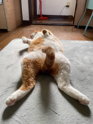 しっぽ立てて寝てる猫しっぽアップ