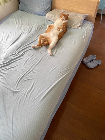 枕使って寝る猫上から