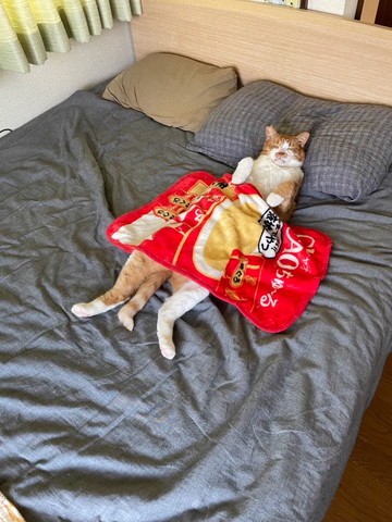 布団かけて寝る猫