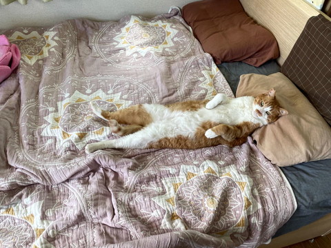 枕使って横たわり目あけてる猫