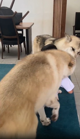 お姉ちゃん後ろと右にデカワンコ