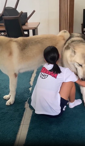 ワンコをお尻でよけるワンコ