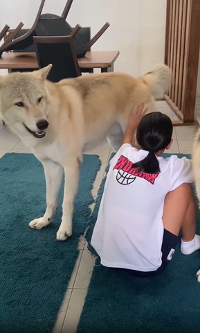 お尻あたりなでられてるワンコ