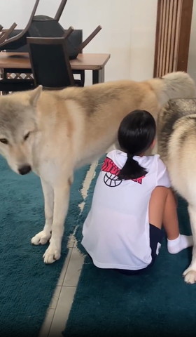 左のワンコ下見てる