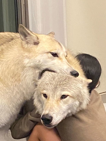 ワンコの首をかむワンコ