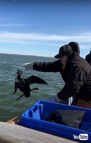 自由になった鳥