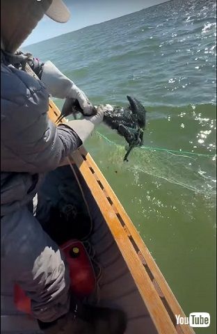 網にかかった鳥